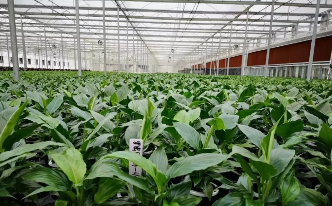 溫室大棚遠程控制 溫室大棚遠程控制