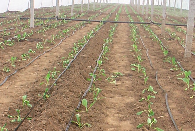 智慧滴灌 智慧滴灌