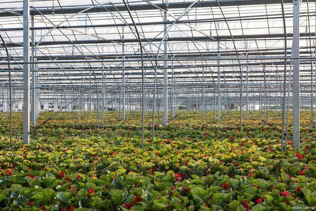 智能大棚軟件 智能大棚軟件