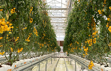 大棚自動化設備