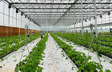 食用菌大棚智能管理系統