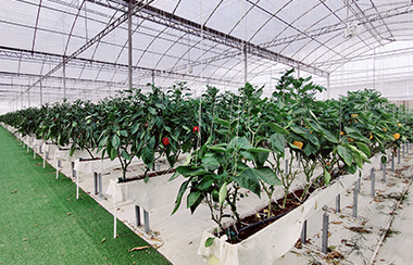 蔬菜大棚控制系統