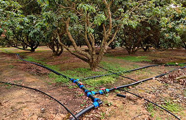 甘蔗水肥一體化