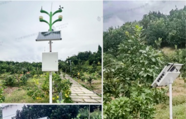 賽通科技如何用數字科技賦能西部農業